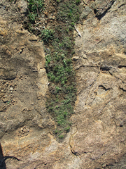 Selaginella dregei