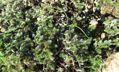 Selaginella dregei