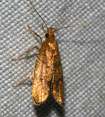 Psilocorsis quercicella