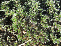 Selaginella dregei