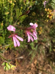 Pelargonium patulum