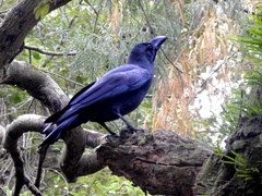 Corvus macrorhynchos