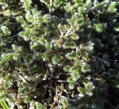 Selaginella dregei