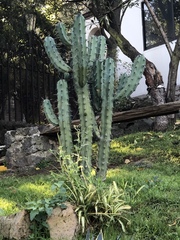Myrtillocactus