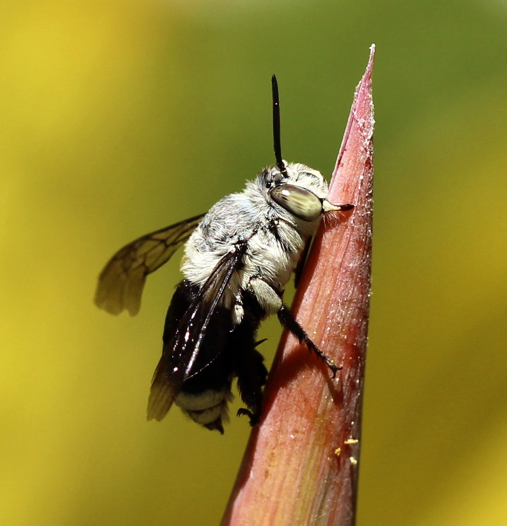 Big White Banded Digger Bee