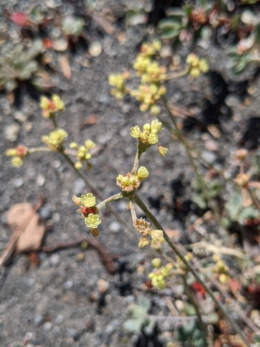 marum-leaf wild buckwheat (Eriogonum marifolium)