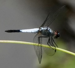 Brachydiplax farinosa