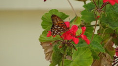 Dione vanillae