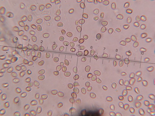 Fistulina guzmanii