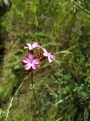 Dianthus andrzejowskianus
