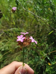Dianthus andrzejowskianus