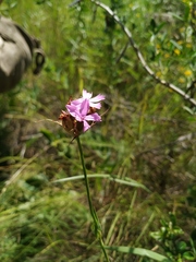 Dianthus andrzejowskianus