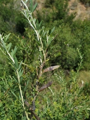 Chamaecytisus