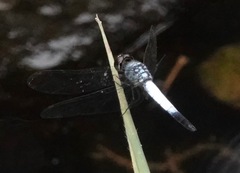 Brachydiplax farinosa