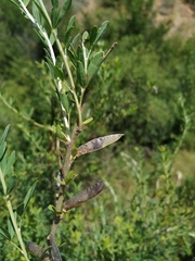 Chamaecytisus