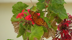 Dione vanillae