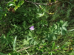 Geranium collinum