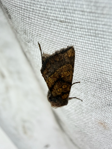 Aster Borer Moth (Papaipema impecuniosa)