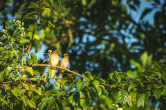 Pycnonotus finlaysoni