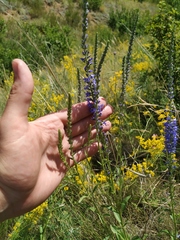 Veronica spuria