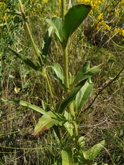 Veronica spuria