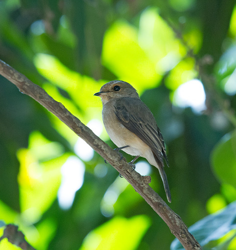 African Dusky Flycatcher