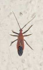 Cutocoris