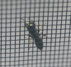 Ectemnius ruficornis