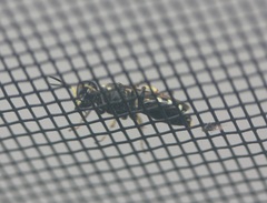 Ectemnius ruficornis