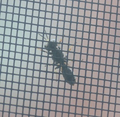 Ectemnius ruficornis