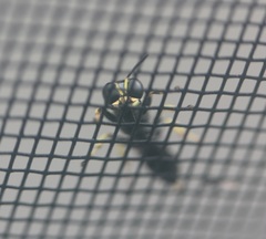 Ectemnius ruficornis