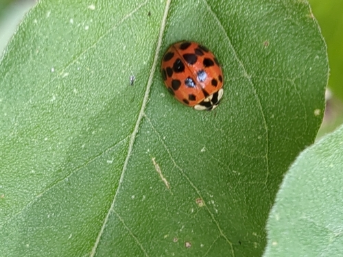 Asian Lady Beetle photographed in South Dakota