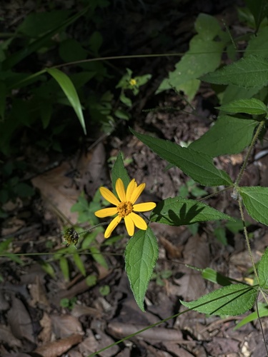 Wedelia acapulcensis