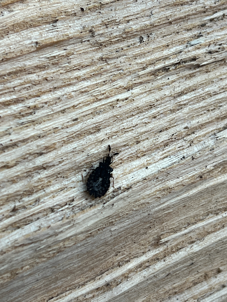 Aradus quadrilineatus