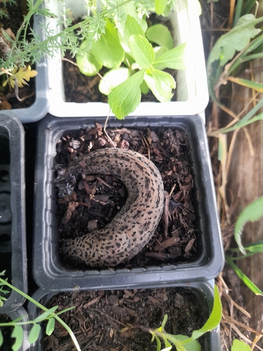 Limax maximus