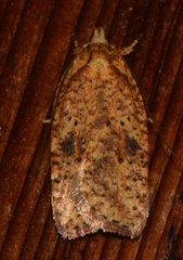 Agonopterix thelmae