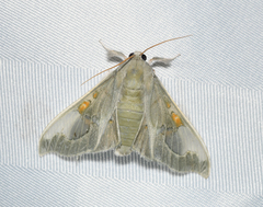 Siga pyronia