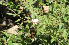 Papilio dardanus