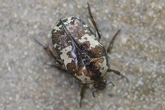 Protaetia aurichalcea