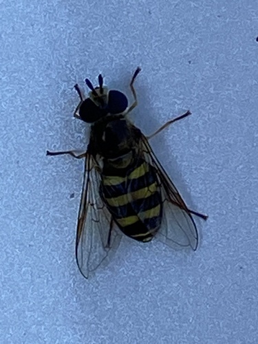 Unknown species found near Oriole Ct NE, Cedar Rapids, IA, US