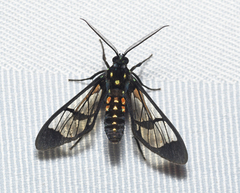 Cosmosoma xanthosticta