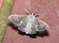 Siga pyronia