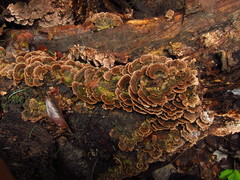 Coriolopsis caperata