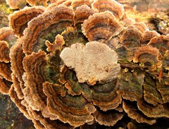 Coriolopsis caperata