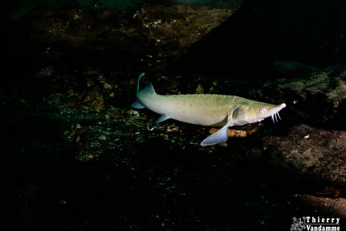 Sterlet (Acipenser ruthenus) — Acipenseridae