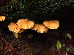Flabellophora