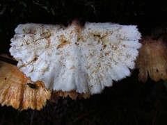 Flabellophora