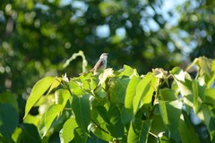 Prinia subflava affinis