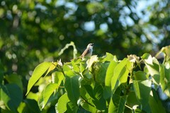 Prinia subflava affinis
