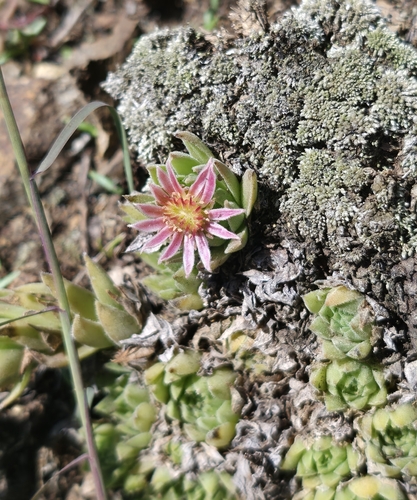 Sempervivum pumilum, photograph 5